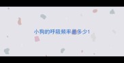 小狗的呼吸频率是多少