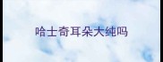 哈士奇耳朵大纯吗