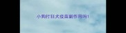 小狗打狂犬疫苗副作用吗