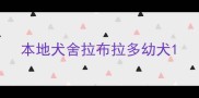 本地犬舍拉布拉多幼犬