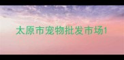 太原市宠物批发市场