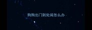 狗狗出门到处闻怎么办