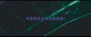 中亚牧羊犬与边牧混种