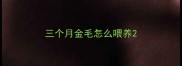 三个月金毛怎么喂养