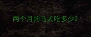 两个月的马犬吃多少