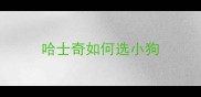 哈士奇如何选小狗