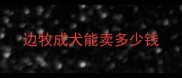 边牧成犬能卖多少钱