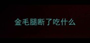 金毛腿断了吃什么