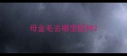 母金毛去哪里配种