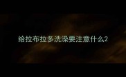 给拉布拉多洗澡要注意什么