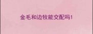 金毛和边牧能交配吗