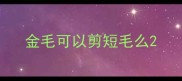 金毛可以剪短毛么