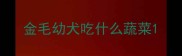 金毛幼犬吃什么蔬菜
