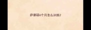 萨摩耶6个月怎么训练
