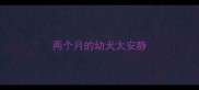 两个月的幼犬太安静