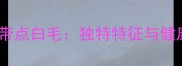 金毛犬胸前带点白毛独特特征与健康养护指南