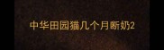 中华田园猫几个月断奶