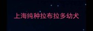 上海纯种拉布拉多幼犬