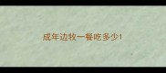 成年边牧一餐吃多少