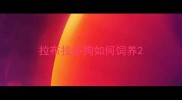 拉布拉多狗如何饲养