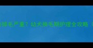 金毛幼犬3月龄掉毛严重幼犬换毛期护理全攻略附解决方法