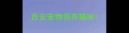 西安宠物领养猫咪