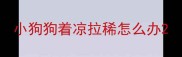 小狗狗着凉拉稀怎么办