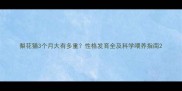 梨花猫3个月大有多重性格发育全及科学喂养指南