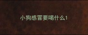 小狗感冒要喝什么