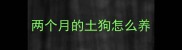两个月的土狗怎么养