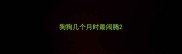 狗狗几个月时最闹腾