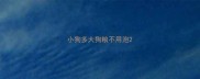 小狗多大狗粮不用泡