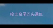 哈士奇尾巴尖通红