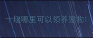 十堰哪里可以领养宠物