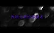 养哈士奇还是柴犬