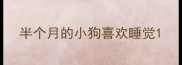 半个月的小狗喜欢睡觉