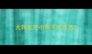 大狗生完小狗不吃东西