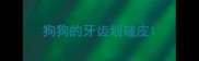 狗狗的牙齿划破皮