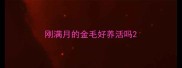 刚满月的金毛好养活吗