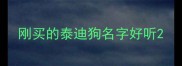 刚买的泰迪狗名字好听
