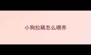 小狗拉稀怎么喂养