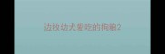 边牧幼犬爱吃的狗粮
