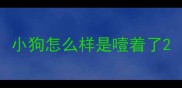 小狗怎么样是噎着了