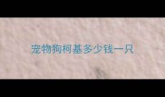 宠物狗柯基多少钱一只