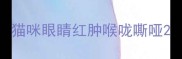 猫咪眼睛红肿喉咙嘶哑