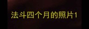 法斗四个月的照片