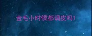 金毛小时候都调皮吗