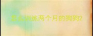 怎么训练两个月的狗狗