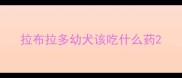 拉布拉多幼犬该吃什么药