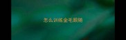 怎么训练金毛跟随